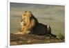 African Male Lion-Mary Ann McDonald-Framed Photographic Print