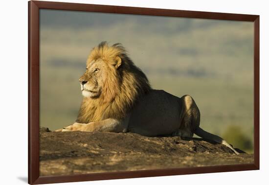 African Male Lion-Mary Ann McDonald-Framed Photographic Print