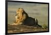 African Male Lion-Mary Ann McDonald-Framed Photographic Print