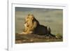 African Male Lion-Mary Ann McDonald-Framed Photographic Print