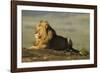 African Male Lion-Mary Ann McDonald-Framed Photographic Print