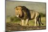 African Male Lion-Mary Ann McDonald-Mounted Photographic Print