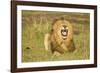 African Male Lion-Mary Ann McDonald-Framed Photographic Print