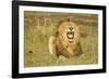 African Male Lion-Mary Ann McDonald-Framed Photographic Print