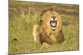 African Male Lion-Mary Ann McDonald-Mounted Photographic Print