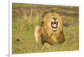 African Male Lion-Mary Ann McDonald-Framed Photographic Print