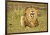 African Male Lion-Mary Ann McDonald-Framed Photographic Print