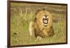 African Male Lion-Mary Ann McDonald-Framed Photographic Print