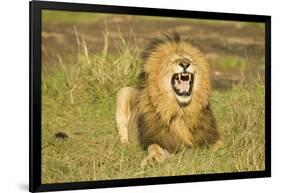 African Male Lion-Mary Ann McDonald-Framed Photographic Print