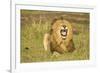 African Male Lion-Mary Ann McDonald-Framed Photographic Print