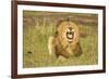 African Male Lion-Mary Ann McDonald-Framed Photographic Print