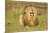 African Male Lion-Mary Ann McDonald-Mounted Photographic Print