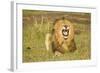 African Male Lion-Mary Ann McDonald-Framed Photographic Print