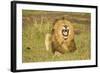 African Male Lion-Mary Ann McDonald-Framed Photographic Print