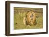 African Male Lion-Mary Ann McDonald-Framed Photographic Print