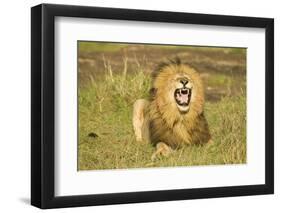 African Male Lion-Mary Ann McDonald-Framed Photographic Print