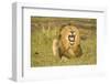 African Male Lion-Mary Ann McDonald-Framed Photographic Print