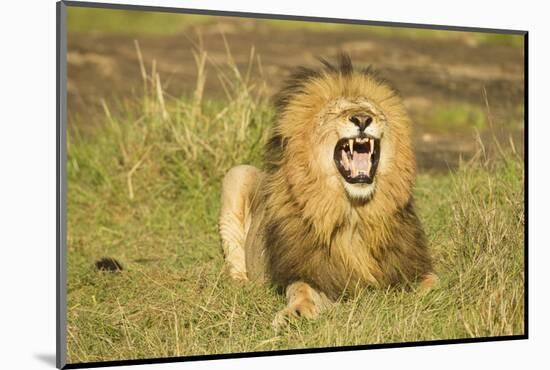 African Male Lion-Mary Ann McDonald-Mounted Photographic Print