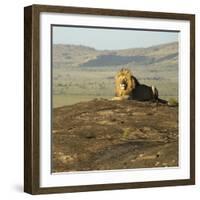 African Male Lion-Mary Ann McDonald-Framed Photographic Print