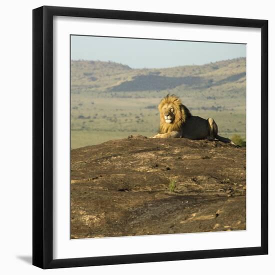 African Male Lion-Mary Ann McDonald-Framed Photographic Print