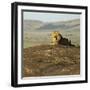 African Male Lion-Mary Ann McDonald-Framed Photographic Print