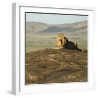 African Male Lion-Mary Ann McDonald-Framed Photographic Print