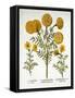 African Marigold and French Marigolds, from 'Hortus Eystettensis', by Basil Besler (1561-1629), Pub-German School-Framed Stretched Canvas