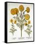 African Marigold and French Marigolds, from 'Hortus Eystettensis', by Basil Besler (1561-1629), Pub-German School-Framed Stretched Canvas