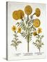 African Marigold and French Marigolds, from 'Hortus Eystettensis', by Basil Besler (1561-1629), Pub-German School-Stretched Canvas