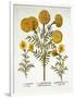 African Marigold and French Marigolds, from 'Hortus Eystettensis', by Basil Besler (1561-1629), Pub-German School-Framed Giclee Print