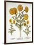 African Marigold and French Marigolds, from 'Hortus Eystettensis', by Basil Besler (1561-1629), Pub-German School-Framed Giclee Print