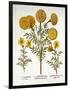 African Marigold and French Marigolds, from 'Hortus Eystettensis', by Basil Besler (1561-1629), Pub-German School-Framed Giclee Print