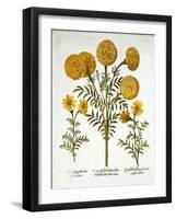 African Marigold and French Marigolds, from 'Hortus Eystettensis', by Basil Besler (1561-1629), Pub-German School-Framed Giclee Print