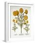 African Marigold and French Marigolds, from 'Hortus Eystettensis', by Basil Besler (1561-1629), Pub-German School-Framed Giclee Print