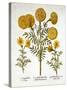 African Marigold and French Marigolds, from 'Hortus Eystettensis', by Basil Besler (1561-1629), Pub-German School-Stretched Canvas