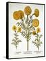 African Marigold and French Marigolds, from 'Hortus Eystettensis', by Basil Besler (1561-1629), Pub-German School-Framed Stretched Canvas