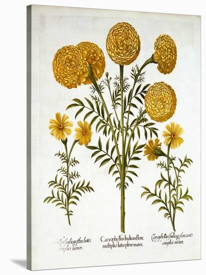African Marigold and French Marigolds, from 'Hortus Eystettensis', by Basil Besler (1561-1629), Pub-German School-Stretched Canvas