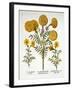 African Marigold and French Marigolds, from 'Hortus Eystettensis', by Basil Besler (1561-1629), Pub-German School-Framed Giclee Print