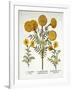 African Marigold and French Marigolds, from 'Hortus Eystettensis', by Basil Besler (1561-1629), Pub-German School-Framed Giclee Print