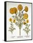 African Marigold and French Marigolds, from 'Hortus Eystettensis'-null-Framed Stretched Canvas