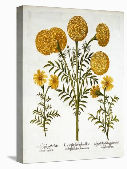 African Marigold and French Marigolds, from 'Hortus Eystettensis'-null-Stretched Canvas