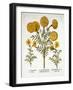 African Marigold and French Marigolds, from 'Hortus Eystettensis'-null-Framed Giclee Print