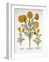 African Marigold and French Marigolds, from 'Hortus Eystettensis'-null-Framed Giclee Print