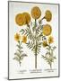 African Marigold and French Marigolds, from 'Hortus Eystettensis'-null-Mounted Giclee Print