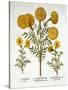 African Marigold and French Marigolds, from 'Hortus Eystettensis'-null-Stretched Canvas