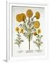 African Marigold and French Marigolds, from 'Hortus Eystettensis'-null-Framed Giclee Print