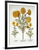 African Marigold and French Marigolds, from 'Hortus Eystettensis'-null-Framed Giclee Print