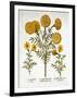 African Marigold and French Marigolds, from 'Hortus Eystettensis'-null-Framed Giclee Print