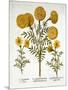 African Marigold and French Marigolds, from 'Hortus Eystettensis'-null-Mounted Giclee Print