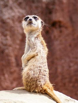 'African Meerkat Animal' Prints - Wonderful Dream 'African Meerkat Animal' Prints - Wonderful Dream
